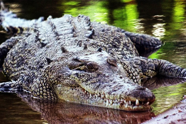 Buaya Muara Beringis sedia menyambut kehadiran pengunjung leka